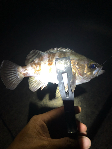 シロメバルの釣果