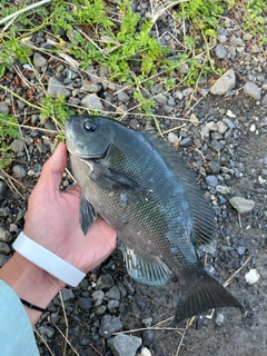 クロの釣果