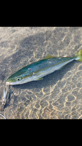 イナダの釣果