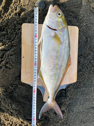 ショゴの釣果