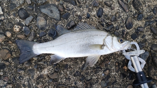 セイゴ（ヒラスズキ）の釣果