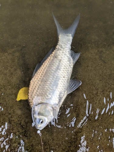 ヘラブナの釣果