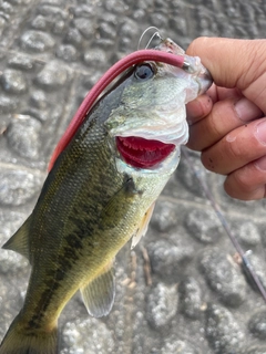 ラージマウスバスの釣果