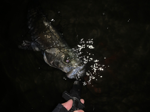 ヒラスズキの釣果