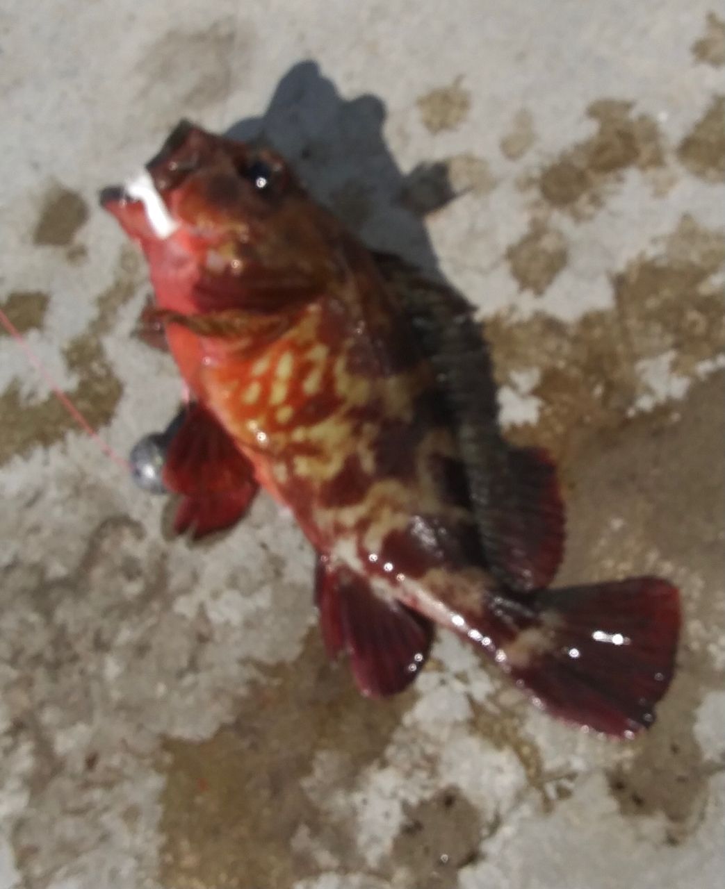 カサゴ