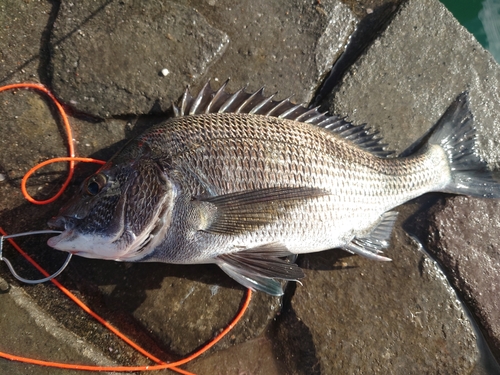 チヌの釣果