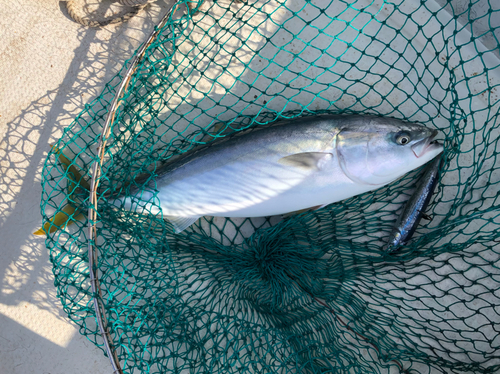 ヤズの釣果