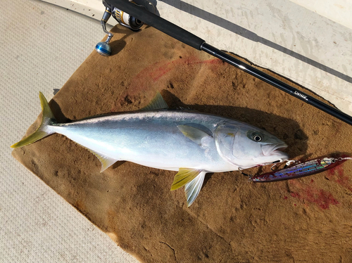 ヒラマサの釣果