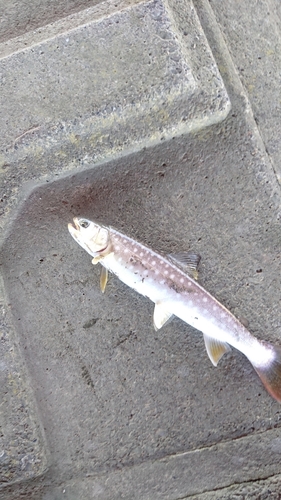 アメマスの釣果