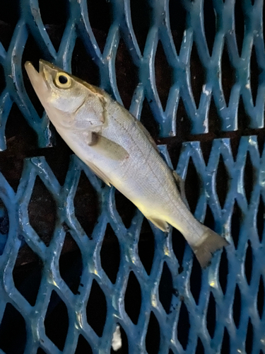 セイゴ（マルスズキ）の釣果