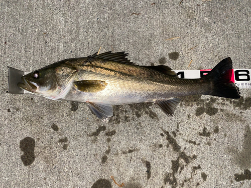 シーバスの釣果