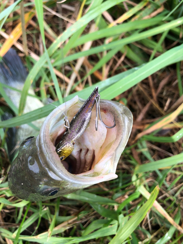 ラージマウスバスの釣果