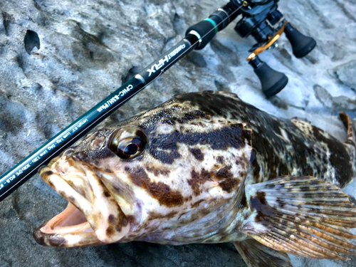 ベッコウゾイの釣果