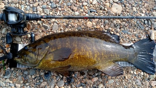 スモールマウスバスの釣果