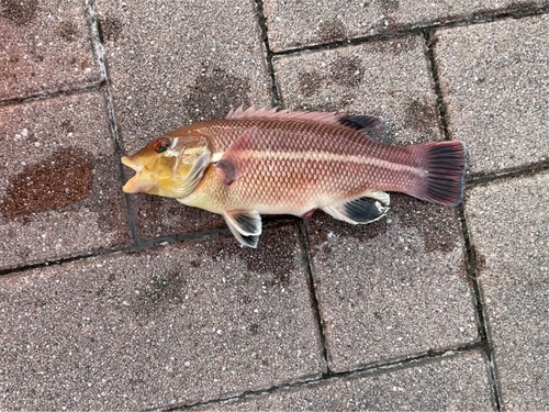 コブダイの釣果