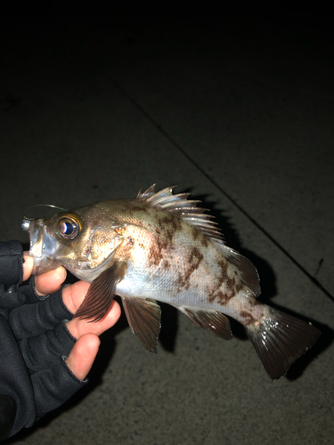 メバルの釣果