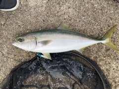 メジロの釣果