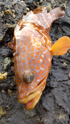 キジハタの釣果