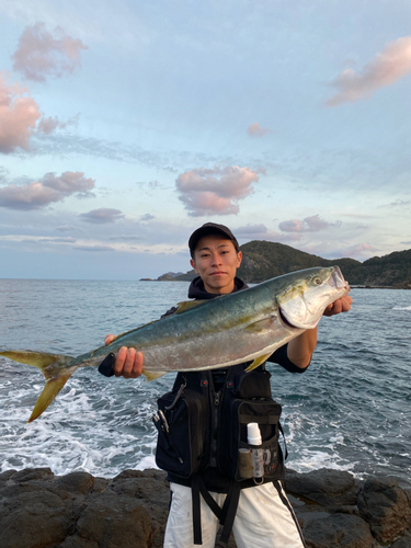 ブリの釣果