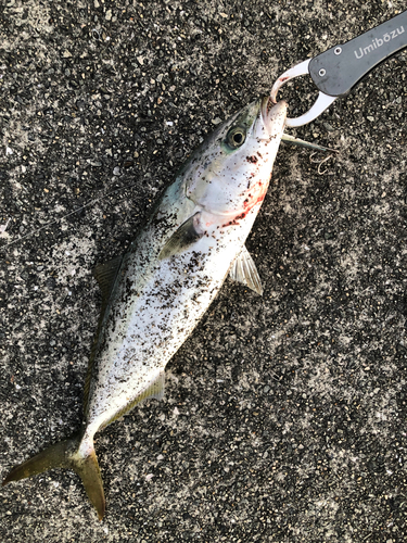 ツバスの釣果