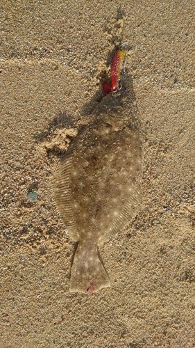 ソゲの釣果