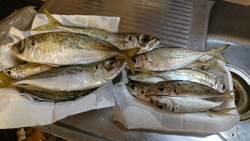 アジの釣果