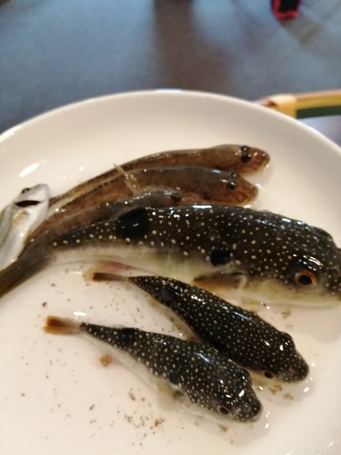 ハゼの釣果