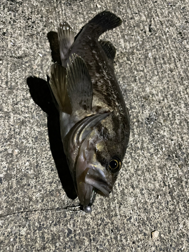 クロソイの釣果