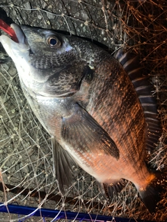 クロダイの釣果