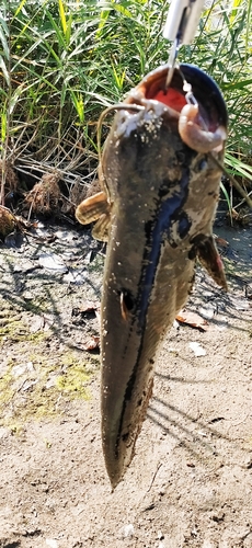 ナマズの釣果