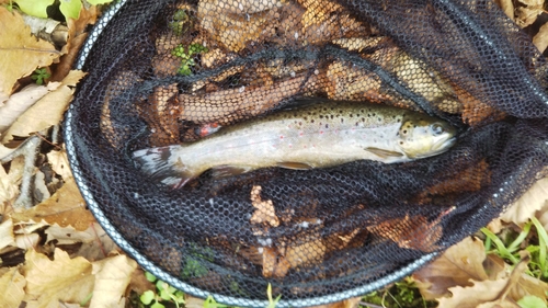 ブラウントラウトの釣果