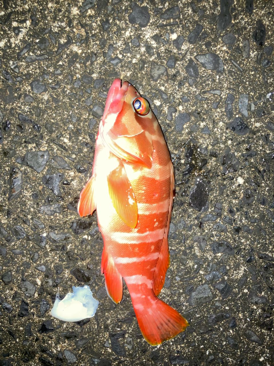 アカハタ