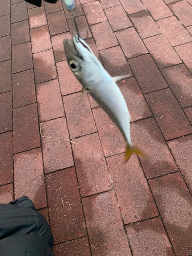 サバの釣果