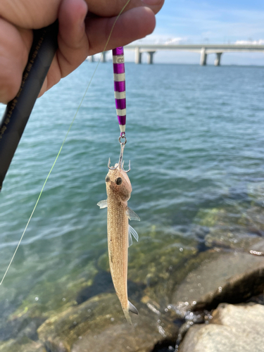 エソの釣果