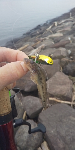 ハゼの釣果