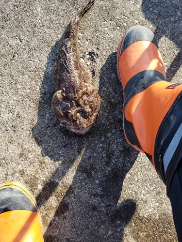 トウベツカジカの釣果