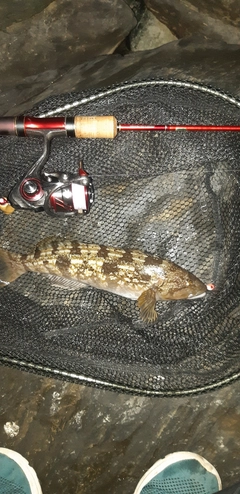 アイナメの釣果