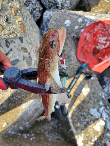 エソの釣果