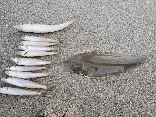 キスの釣果