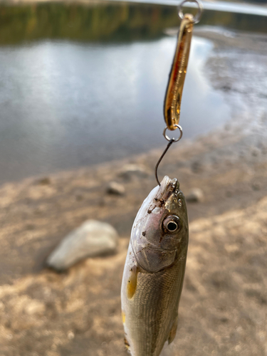 ウグイの釣果