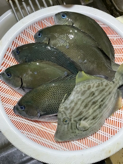 メジナの釣果