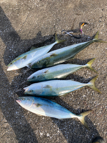 ブリの釣果