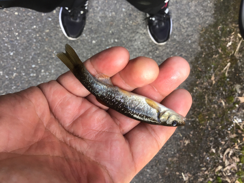 アブラハヤの釣果