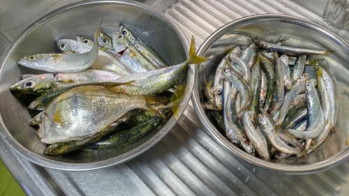 カタクチイワシの釣果