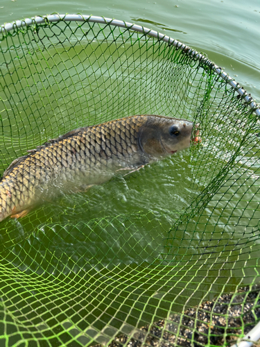 コイの釣果