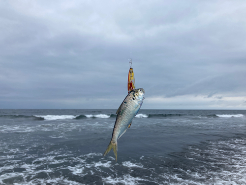 コノシロの釣果