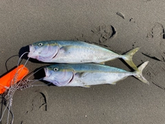 イナダの釣果