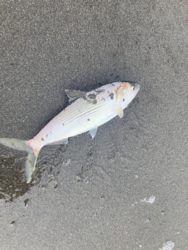 コノシロの釣果