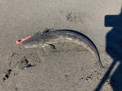 マゴチの釣果