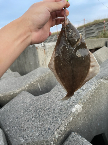 カレイの釣果